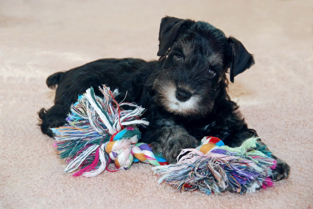 Minature Schnauzer puppy Pictures, Images and Photos