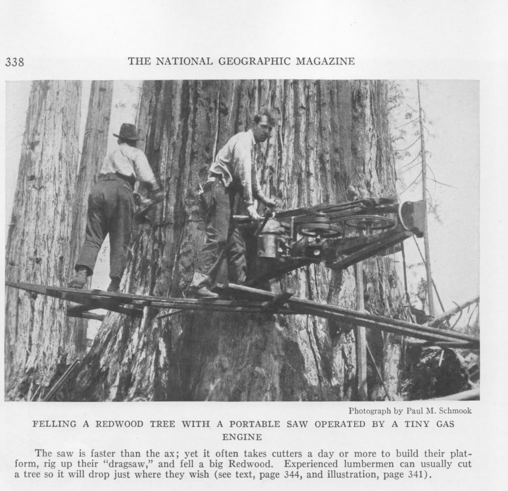 Redwood Felling 1936 photo The BuzzBoard