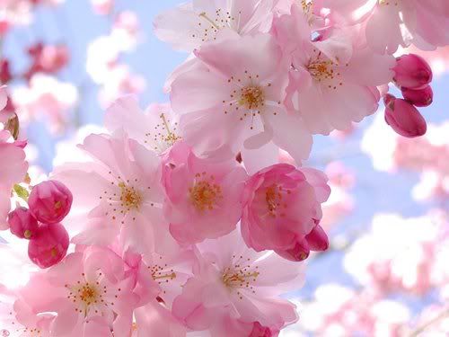 cherry blossoms photo: Cherry Blossoms Cherry_Blossoms.jpg
