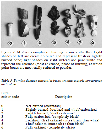 CalcinedBone photo CalcinedBone_zpsffba2df0.png