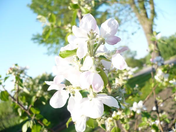 appleblossoms.jpg