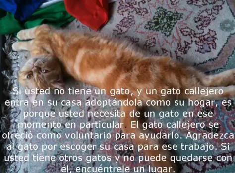 GATO14.jpg