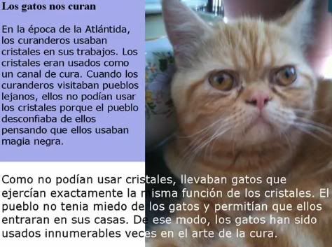 GATO16.jpg