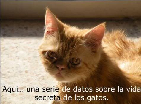 GATO5.jpg