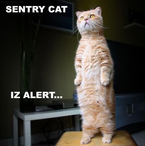 Sentry_Cat.jpg