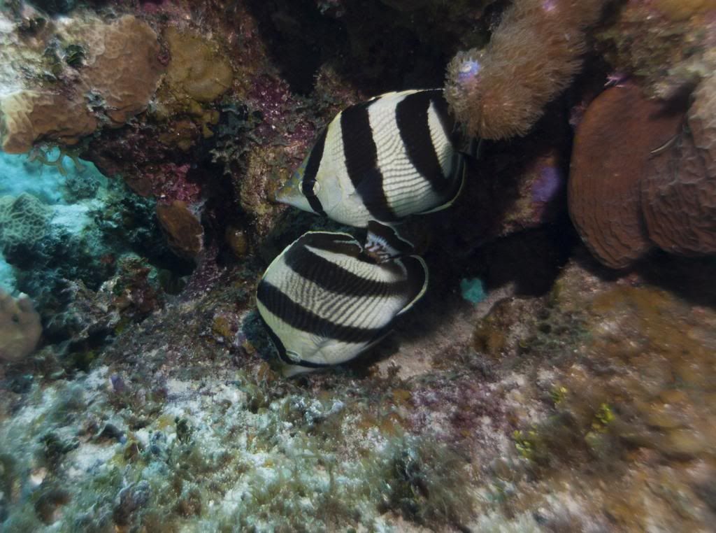 BandedButterflyfish.jpg