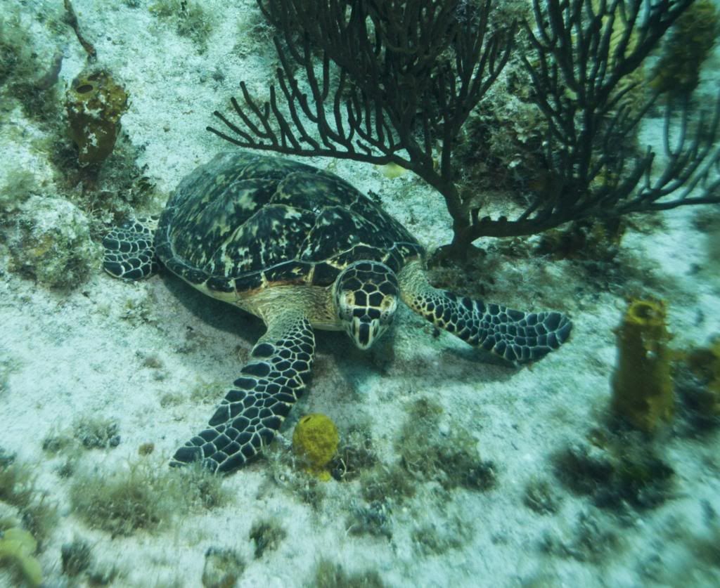 YoungHawksbill.jpg