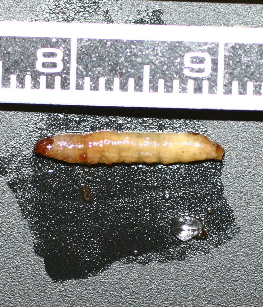 pictures of brown larvae