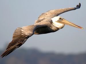 brown pelican