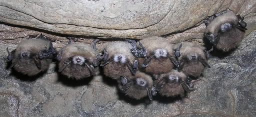 bats