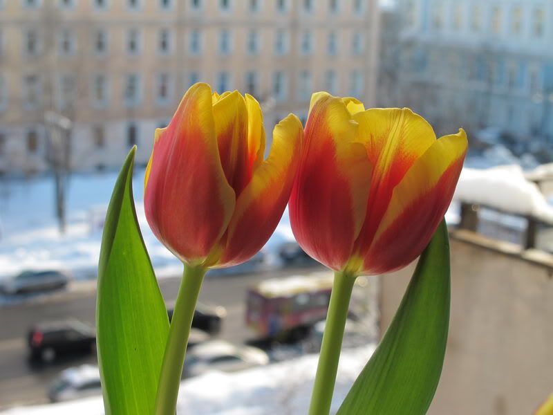 МОИ ТЮЛЬПАНЫ