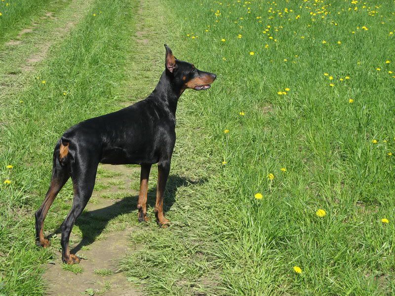 БЕГ В ПОЛЯХ Photobucket