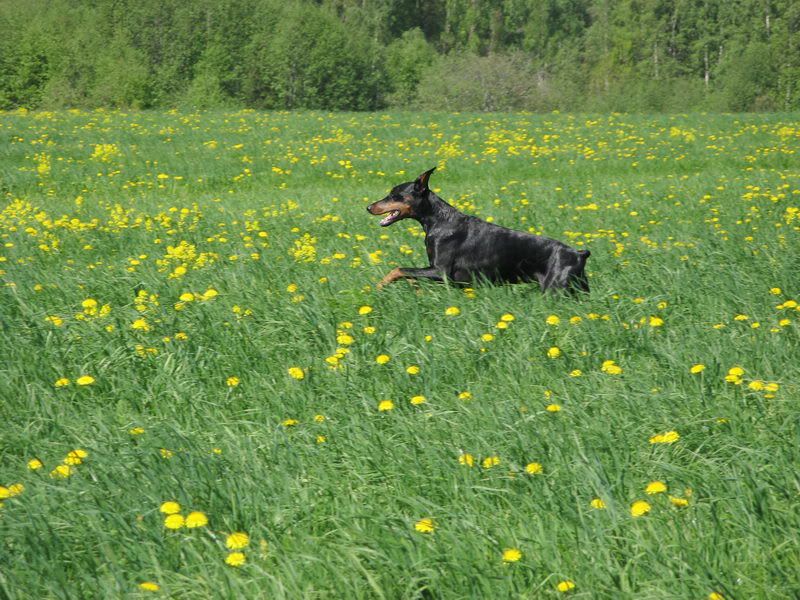 БЕГ В ПОЛЯХ Photobucket