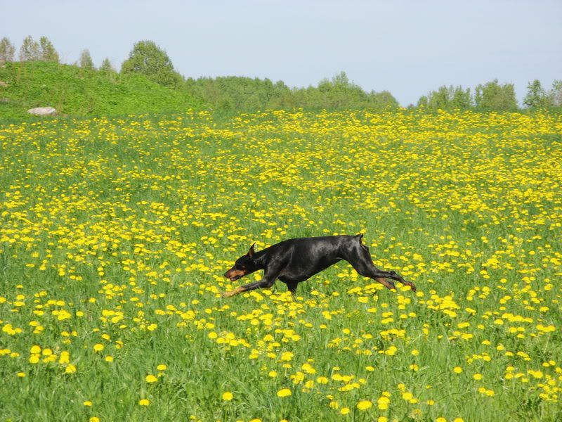 БЕГ В ПОЛЯХ Photobucket