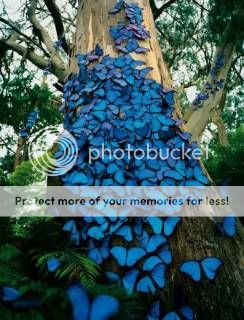 http://i218.photobucket.com/albums/cc119/ZO2mama/Butterflies.jpg