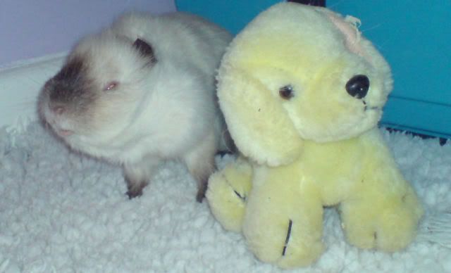 Copyofpopcornsmall.jpg