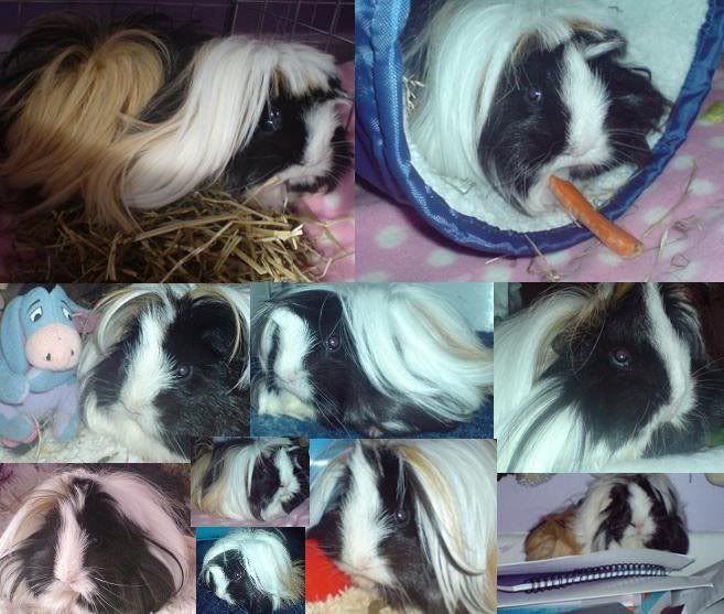 TallulahRosebabes.jpg