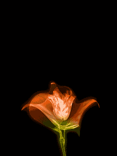 8_iAbNfXqYfVFU.gif