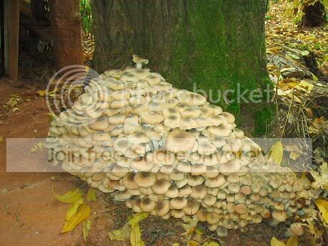 Gotfungi.jpg