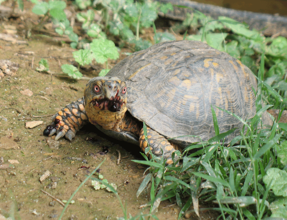 Reptile Expo in Missisauga and Box Turtle Question! | AquariaCentral.com