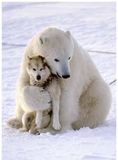 aw. polar bear hugging s wolf Pictures, Images and Photos