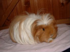 guineas033-1.jpg