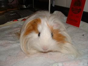 guineas044.jpg